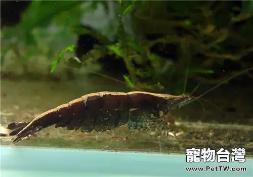 飼養黑殼蝦的常見問題(共2張圖片)-寵物台灣