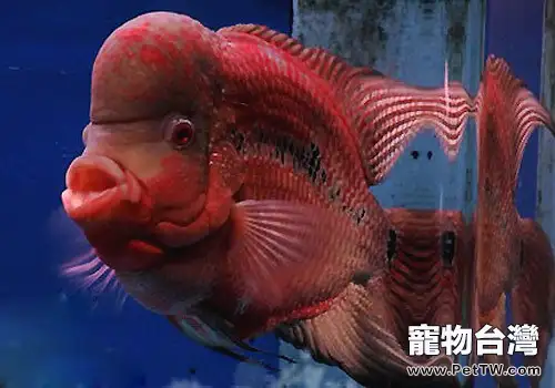 水族箱中水蝸牛的去除方法