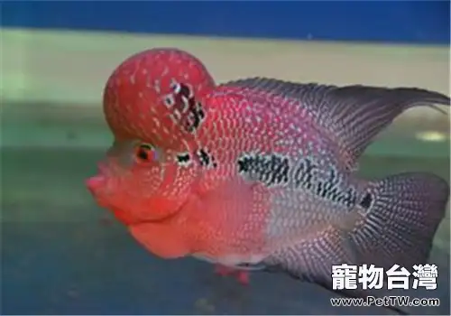 水族箱中水蝸牛的去除方法(共2張圖片)-寵物台灣