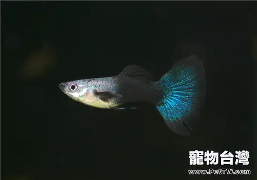 孔雀魚名字的歷史及由來