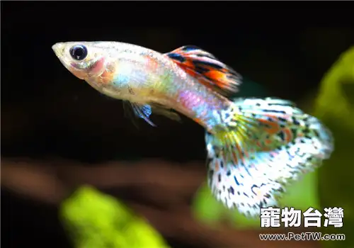 孔雀魚名字的歷史及由來