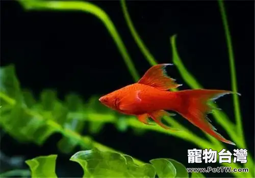 紅劍魚的飼養注意事項