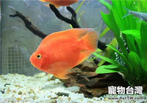 風水魚血鸚鵡的飼養要點