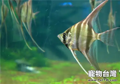 神仙魚繁殖過程中的常見問題及處理方法
