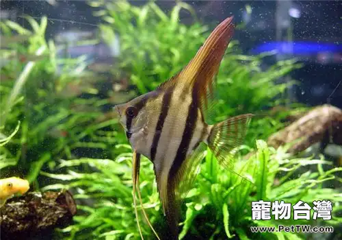 神仙魚繁殖過程中的常見問題及處理方法(共2張圖片)-寵物台灣