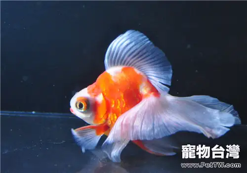 水族箱PH值的影響及調控方法