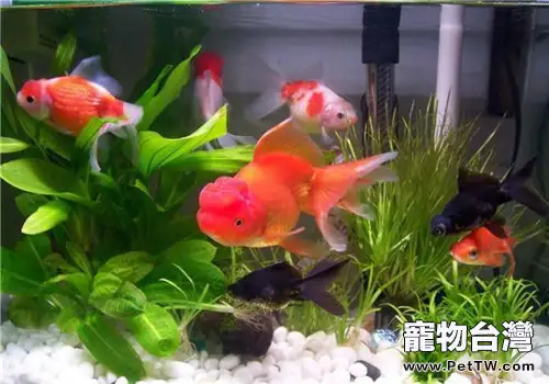 水族箱PH值的影響及調控方法