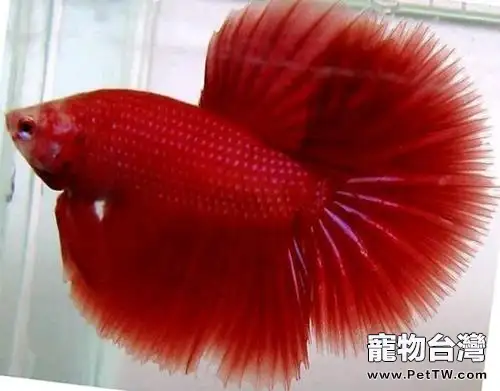 怎樣挑選斗魚魚缸