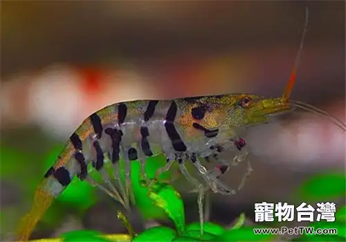 觀賞蝦白肉病的症狀及防治方法(共2張圖片)-寵物台灣