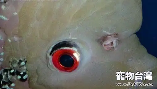 羅漢魚的頭洞病治療