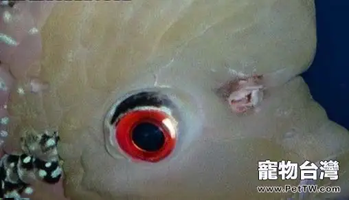 羅漢魚的頭洞病治療(1圖)-寵物台灣