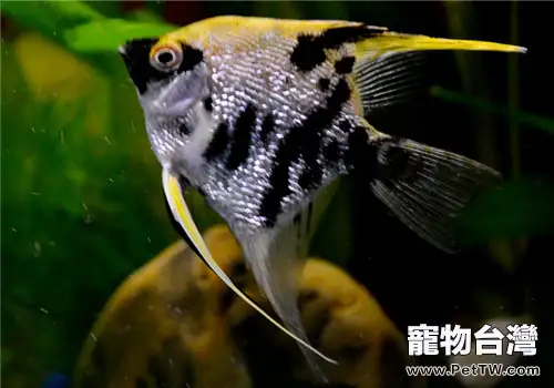 臭氧在水族箱中的應用