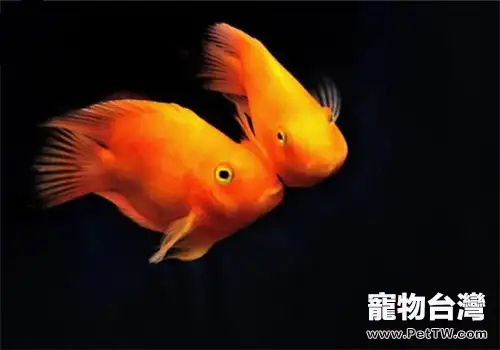 高密度飼養鸚鵡魚(血鸚鵡魚 財神魚)的注意事項(共2張圖片)-寵物台灣