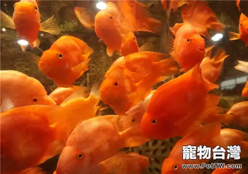 高密度飼養鸚鵡魚（血鸚鵡魚 財神魚）的注意事項