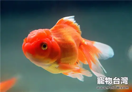 為什麼金魚用水蚤餵食更好