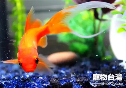 為什麼金魚用水蚤餵食更好