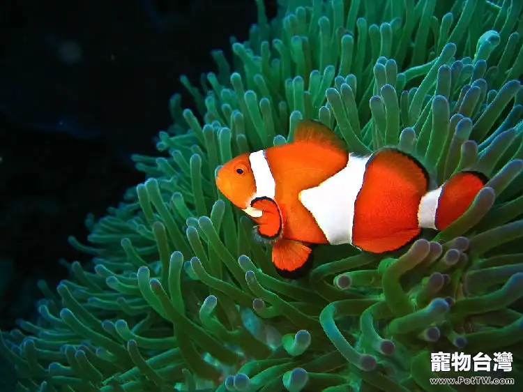 飼養熱帶魚時的錯誤做法