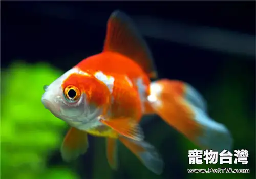 觀賞魚魚鰭充血簡介