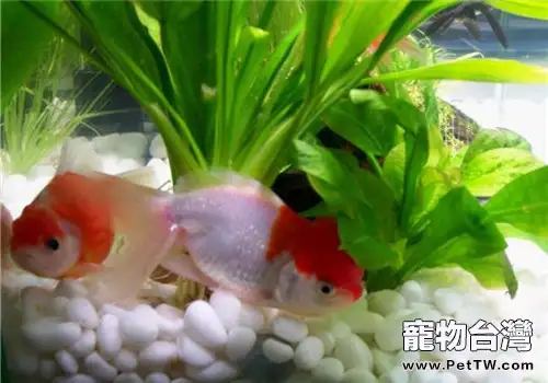 觀賞魚魚鰭充血簡介