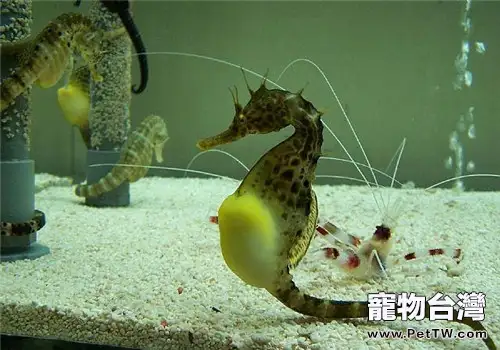 海馬的飼養注意事項