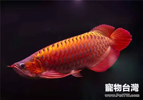 龍魚缸內種植水草的方法介紹