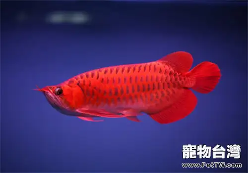 龍魚缸內種植水草的方法介紹