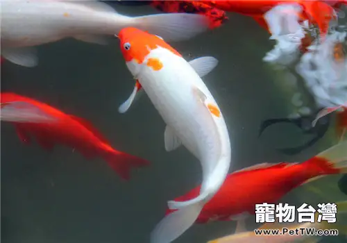 解析錦鯉麻醉的注意事項(共2張圖片)-寵物台灣