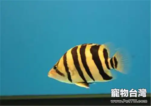 虎魚蒙眼症的詳情介紹