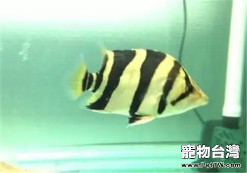 虎魚蒙眼症的詳情介紹