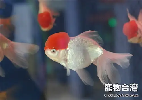 詳解金魚體色的變化