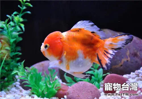 詳解金魚體色的變化