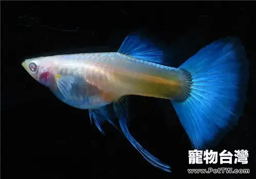 孔雀魚的紋理分類介紹