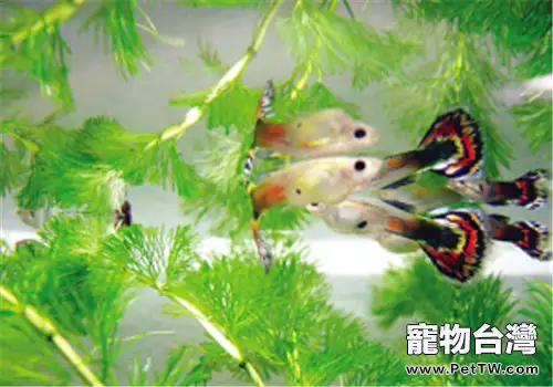 孔雀魚的紋理分類介紹