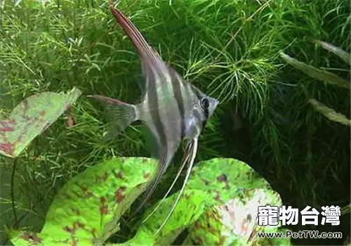 新手如何維持水族箱生態平衡