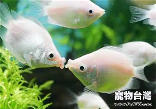 新手如何維持水族箱生態平衡