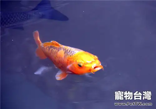 春季觀賞魚常見病