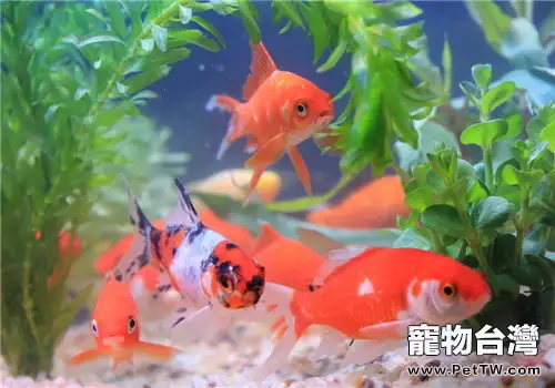 春季金魚的防病原則