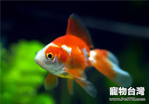 春季金魚的防病原則