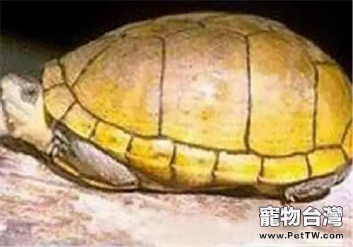 滴流過濾的擺放及易犯的錯誤介紹(共2張圖片)-寵物台灣