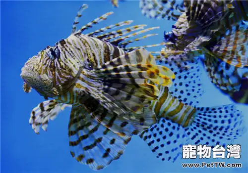 帶你走出熱帶魚飼養的十大誤區