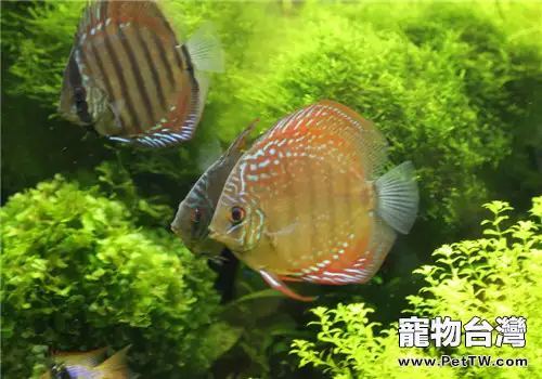 詳解七彩神仙魚頭洞病