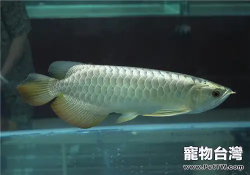 雙鬚骨舌魚(銀龍魚)常見的九種疾病(共2張圖片)-寵物台灣