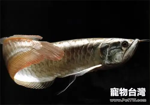 雙鬚骨舌魚（銀龍魚）常見的九種疾病