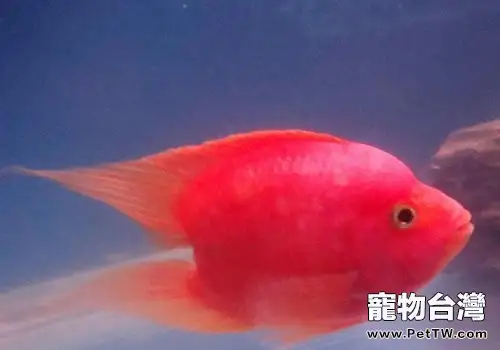 鸚鵡魚（血鸚鵡魚 財神魚）長黑斑的原因及解決辦法