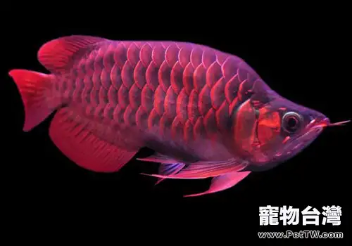 龍魚的飼養和挑選