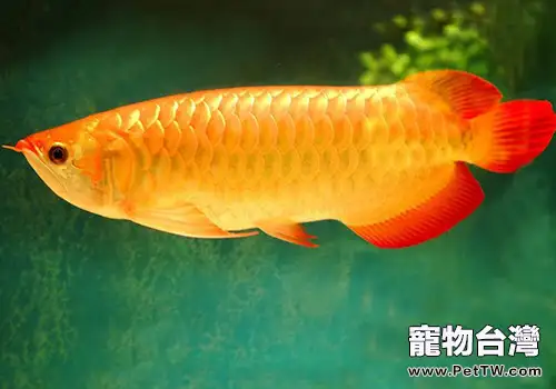 龍魚的飼養和挑選