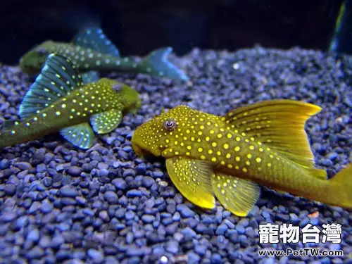 清道夫可以和其他魚混養嗎