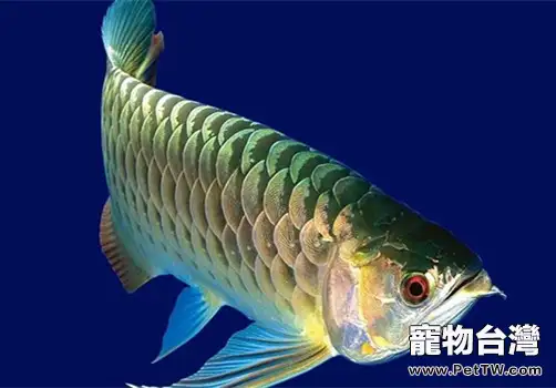 龍魚常見疾病有哪些？