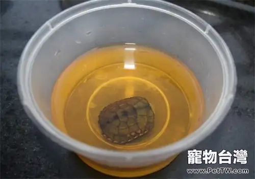 養龜常備聚維酮碘