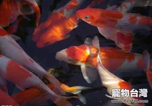 錦鯉的繁殖有哪些注意事項(共2張圖片)-寵物台灣